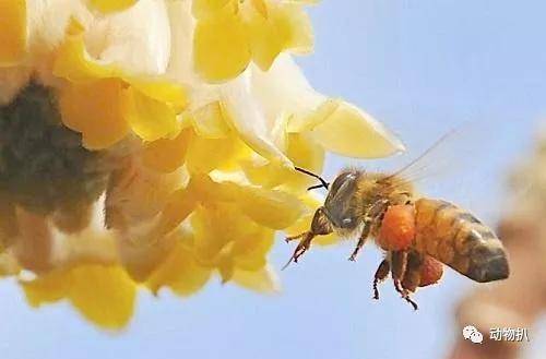 农村俗语:苍蝇不叮无缝的蛋,下一句才是精华,八成人不