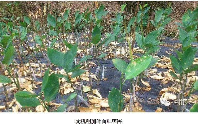 虫螨腈出事了!这家农药店赔了2.4万,还需要警惕这些农药!