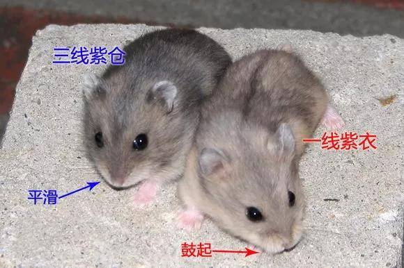 一线和三线仓鼠的区别在哪儿?在这儿,就在这儿