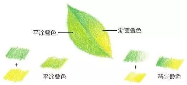 彩铅花卉基础涂色技法