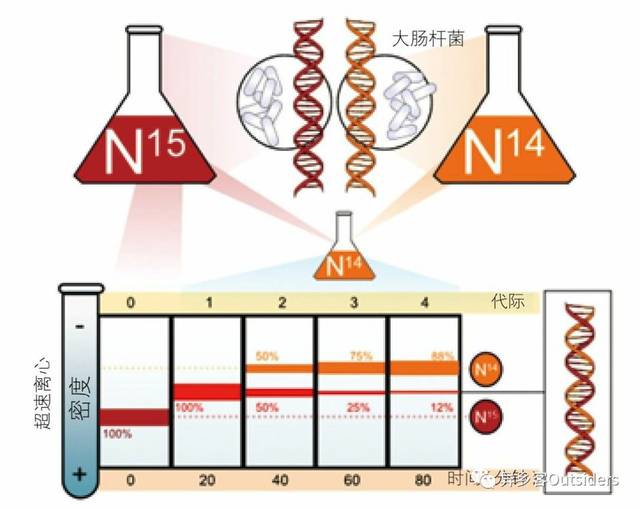 在不同的时间点上,梅塞尔森和斯塔尔从一部分细菌中提取dna分子,然后