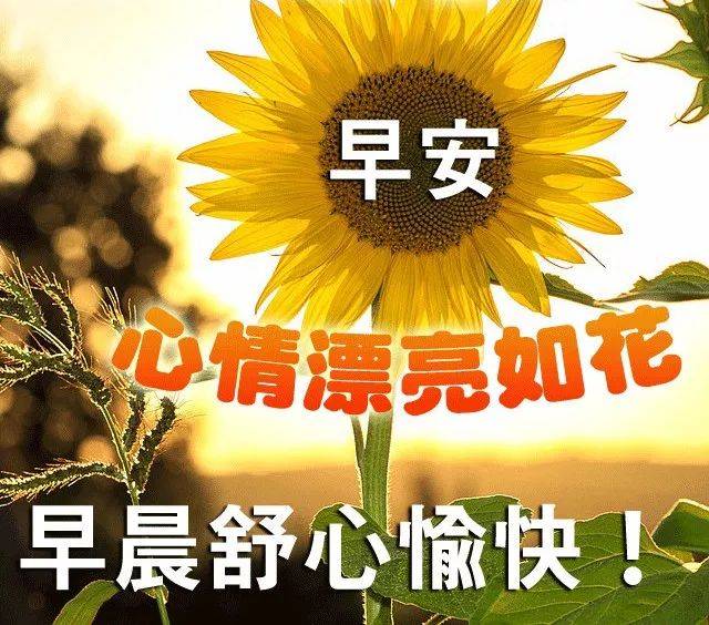 周日早上好问候唯美语录 早上好表情图片合集