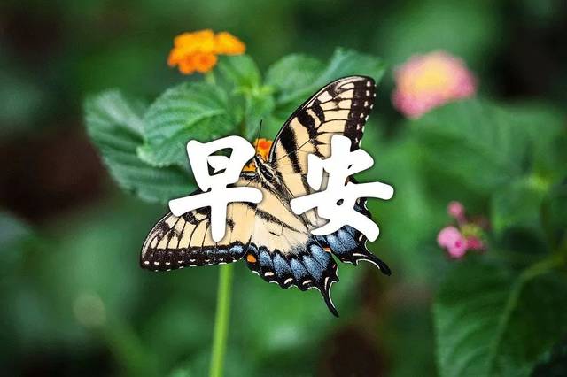 周日早上好问候唯美语录 早上好表情图片合集