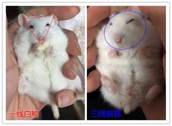 一线和三线仓鼠的区别在哪儿?在这儿,就在这儿