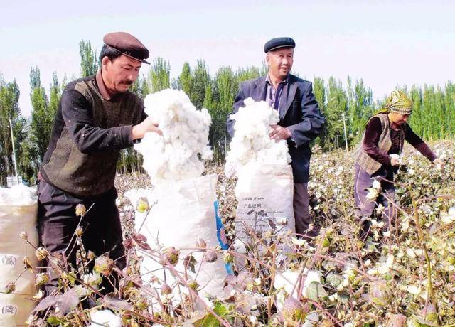 众所周知,新疆棉花种植面积占到了全国的80%以上,我们新疆柯坪县地区