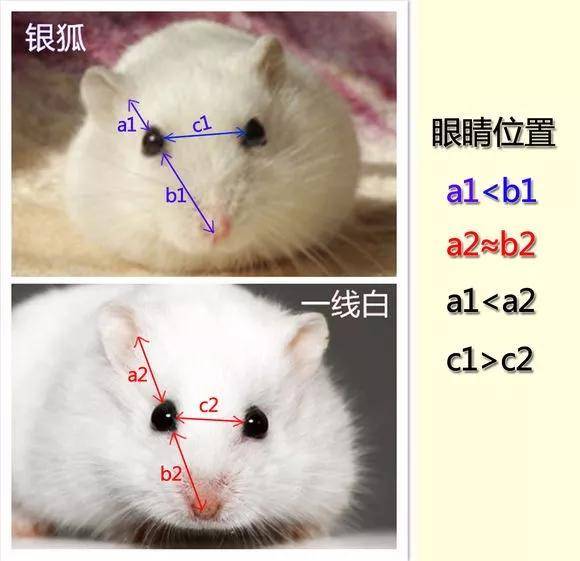 一线和三线仓鼠的区别在哪儿?在这儿,就在这儿