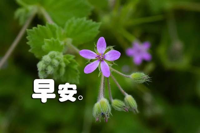 周日早上好问候唯美语录 早上好表情图片合集