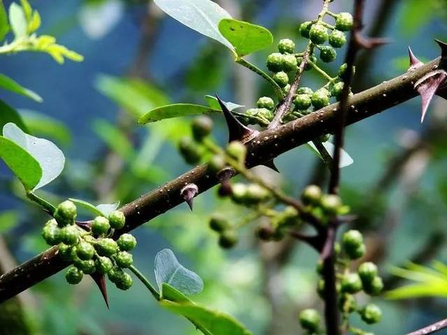 椒香漫青山~梁平青花椒迎来丰收,好壮观!