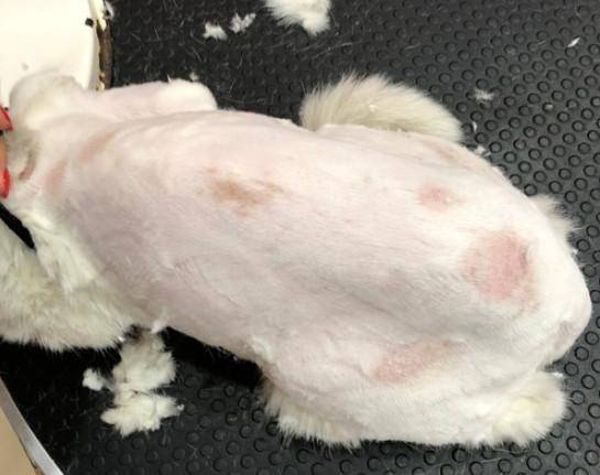 奶藓便是猫藓,铲屎官也会被意外传染,自动痊愈