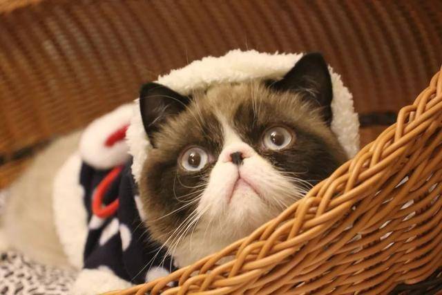 奶藓便是猫藓,铲屎官也会被意外传染,自动痊愈