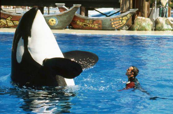 纪录片《黑鲸》背后的真相丨当我们向往自由的