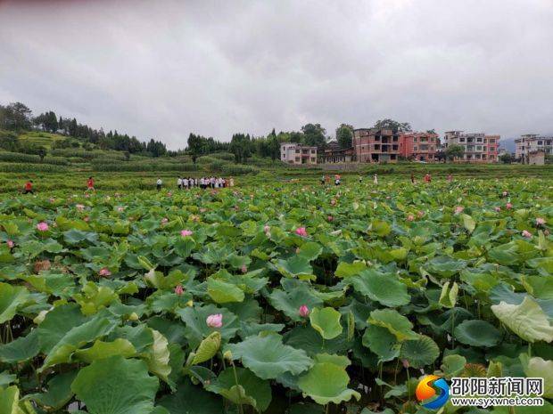 隆回荷香桥镇九牛坳村:雨后荷花更清新