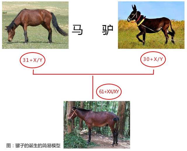 如何区分马,骡子和驴?它们之间存在哪些差异?