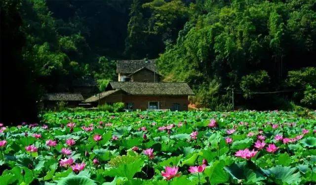 自驾:宜昌市远安县县城镇金桥村嫘祖拱猪:远安地址--沿荷当路游戏34行驶路线下载除羊全亮的玩法图片
