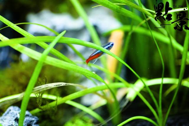 鱼缸出现了白线虫怎么办?急救!急救!