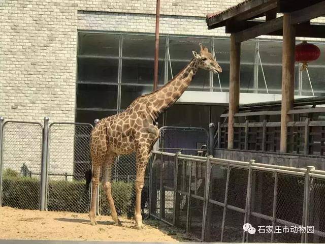 石家庄动物园 搜狐网