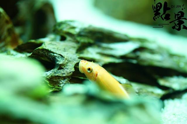鱼缸出现了白线虫怎么办?急救!急救!
