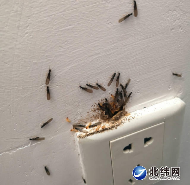 插线板缝隙处的白蚁
