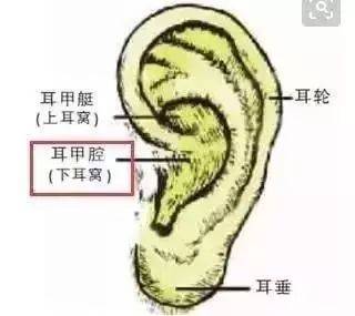 正确揉耳朵对肾脏有多大作用?