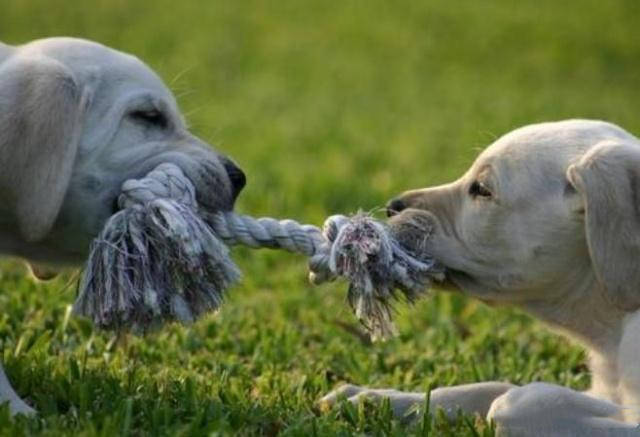 跟狗狗一起玩拔河游戏有什么好处?很多宠主