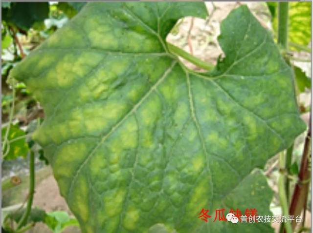 缺镁易诱发缺锌和缺