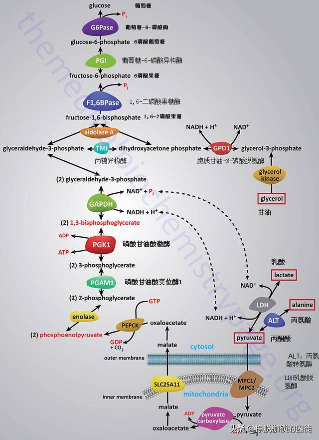 所有的患儿胰岛素水平应该非常低,如果检查胰高血糖素才是应该异常