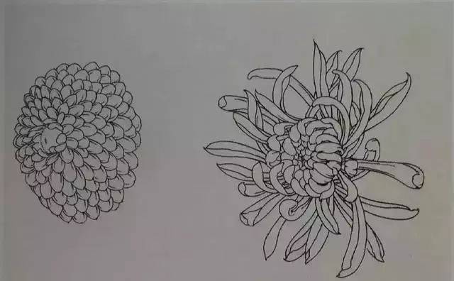 各种工笔菊花的画法步骤详解(附线描)!