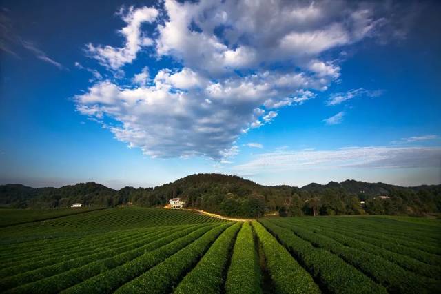 湄潭永兴万亩茶海 摄:王志昂