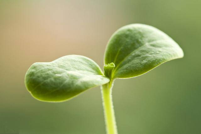 西瓜种植技术|西瓜叶的生长特性