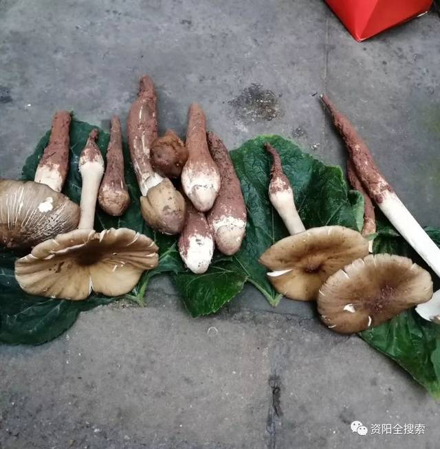 资阳伞把菇80—120元/斤!为什么这么贵?