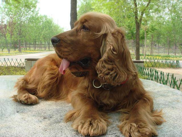 英国可卡犬又称确架獚,英国可卡猎鹬犬,英国斗鸡犬,英国可卡长毛猎犬