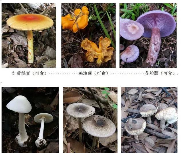 误区一: 颜色鲜艳的蘑菇有毒,颜色普通的蘑菇没毒.