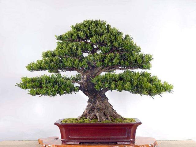 悬崖造型