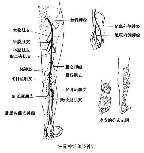 坐骨神经解剖