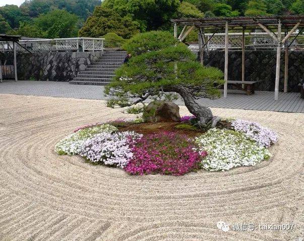 日本庭院松树与沙盘艺术