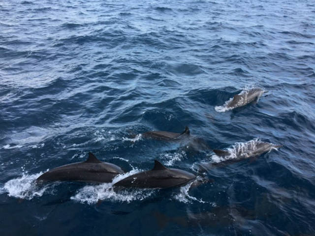 马尔代夫鲁滨逊岛攻略 鲁滨逊岛为什么便宜