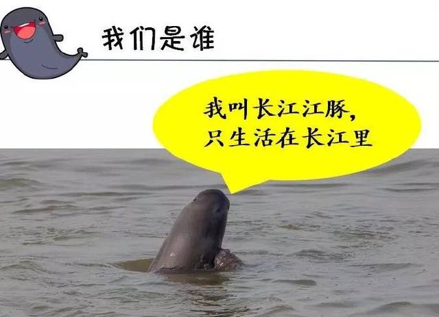 (3)介绍江豚是谁,江豚的样子,江豚的生活,引出江豚的特点,习性以及