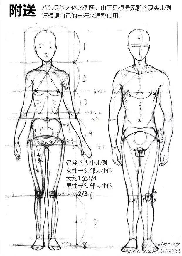 想学好绘画就赶快看过来啦!人体结构比例超详细讲解!