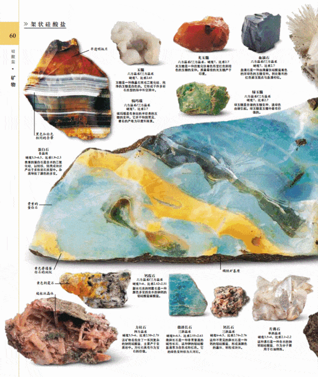 7斤重的dk博物大百科,5000多物种6000张美图;秒杀汽车