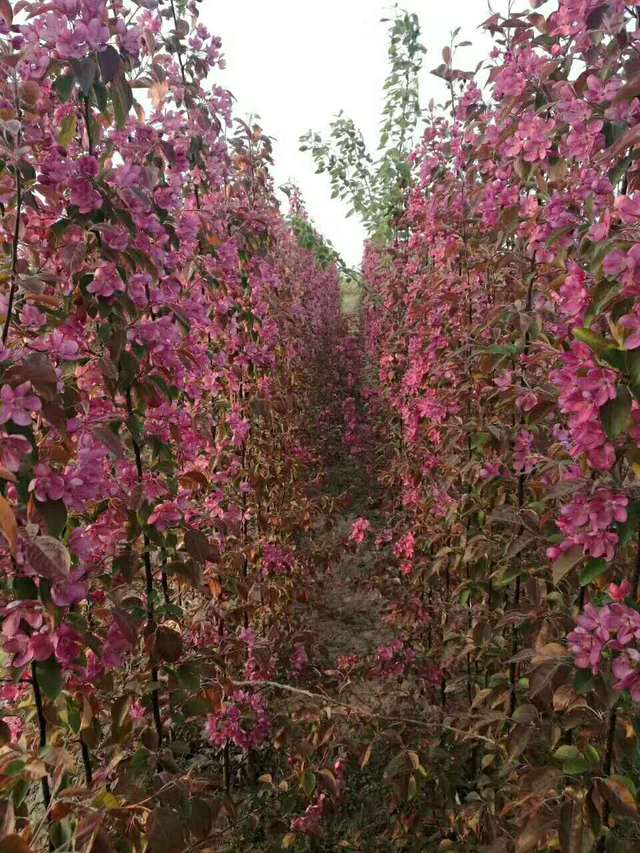 红肉苹果怎么样和 红色之爱的区别