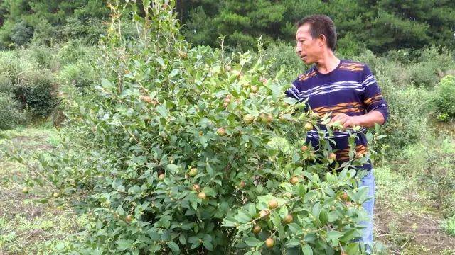 姚茂根和他的油茶树