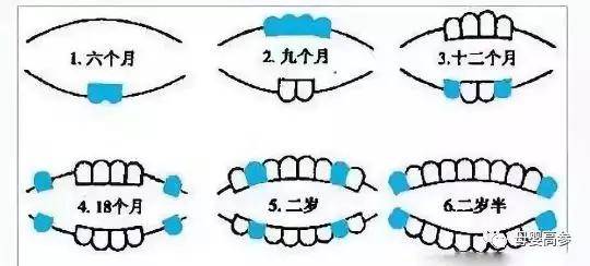 一,乳牙萌出的时间和顺序