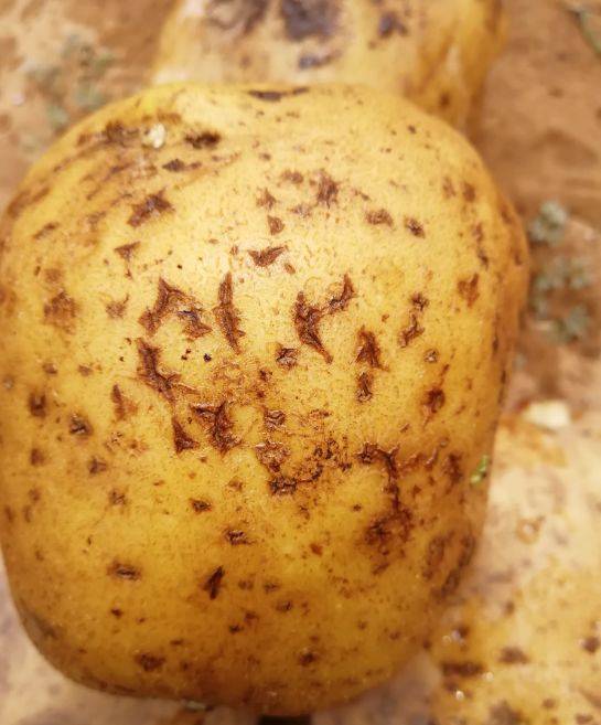 马铃薯的疮痂病应该如何治?防治措施有哪些