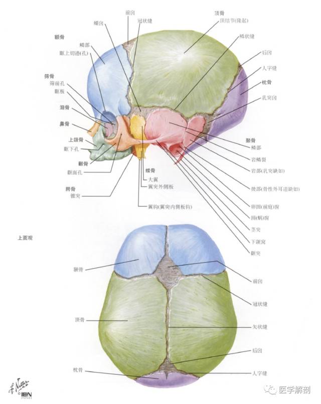 颅骨解剖