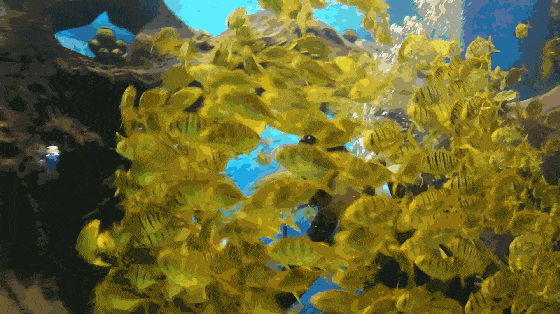 金鹰动物世界——南京超大室内动物海洋主题乐园,7月盛大开园