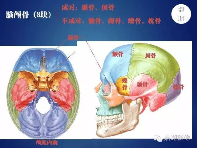 颅骨解剖_手机搜狐网