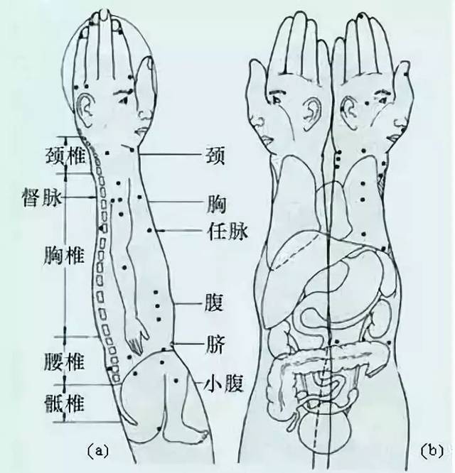 (3)阳陵泉相应于胁肋. (4)足三里相应于胃. (5)曲泉相应于脐.