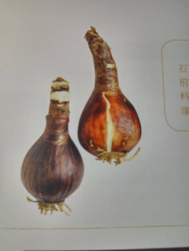 宿根:可 ※金花石蒜的鳞茎普遍较红花石蒜的大.