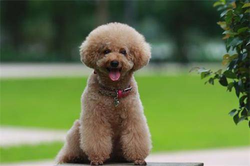 宠物知识分享:新买的泰迪总是掉毛这正常吗