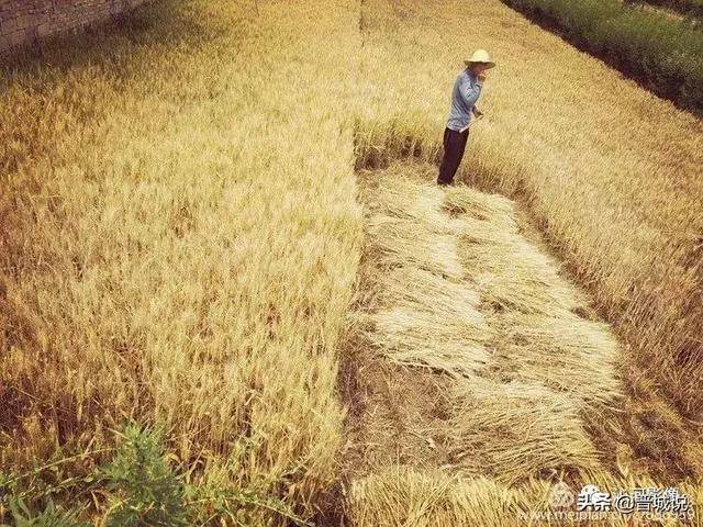 晋城沁水割麦子纪实!渐行渐远的麦收场景